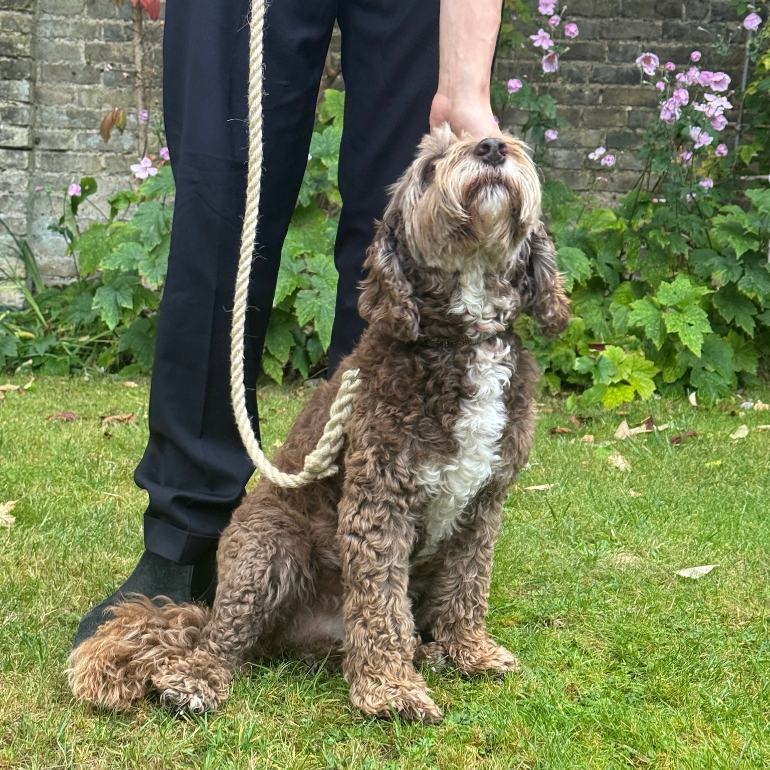Handmade flax rope dog leash (made to order)