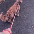 Load and play video in Gallery viewer, Handmade rope slim dog leash in red white and black (made to order)
